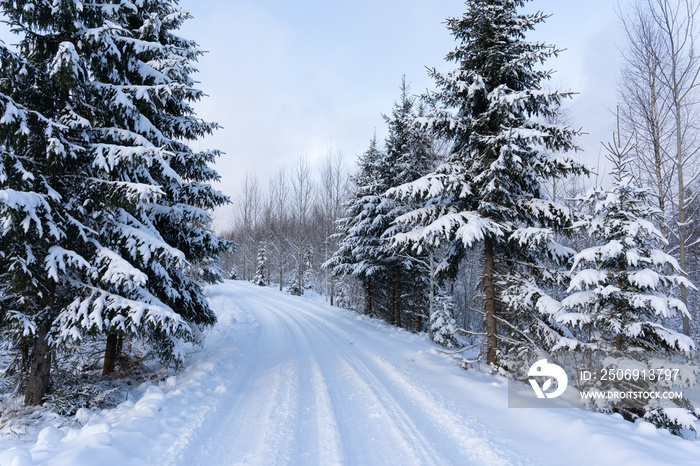 white winter and snowy road in the woods where the trees are snowy white