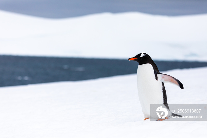 Gentoo penguin in the ice and snow of Antarctica