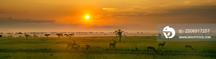 春天日落时一群非洲黑斑羚，非洲肯尼亚马赛马拉大草原上的绿草