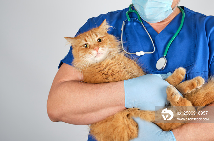 身穿蓝色制服的兽医抱着毛茸茸的红猫