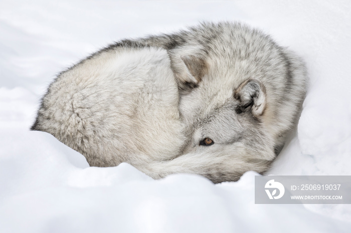 Gray Wolf resting in the snow bank