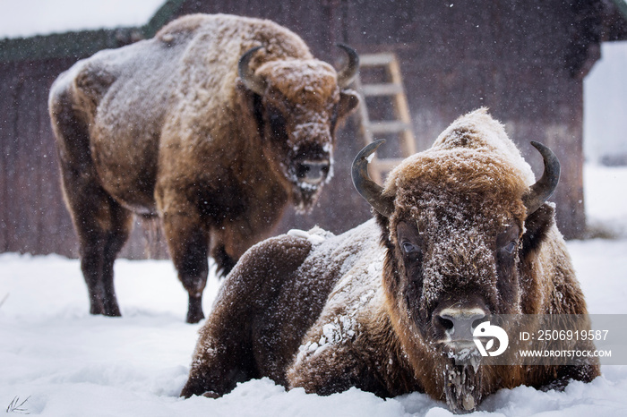 Bison or Aurochs in winter season in there habitat. Beautiful snowing