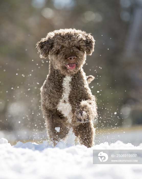 棕色的狗在雪地里疯狂地在户外跳跃和奔跑。狗的品种是lagotto romagnolo。