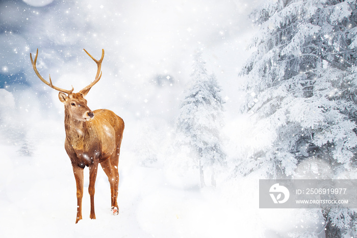 童话般的冬季风景中有一张神奇的圣诞卡
1609774800,年轻英俊的商人穿着西装，手里拿着信用卡，背景是孤立的白色，有happ