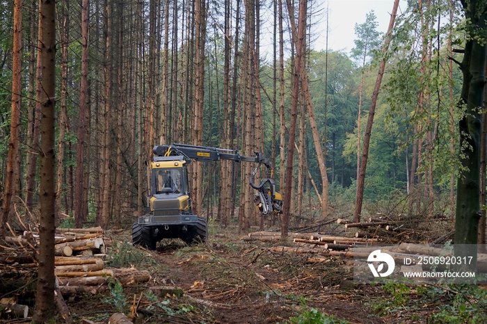 Holzvollernter / Harvester fällt Bäume in einem Wald entlang einer Rückegasse, Forstwirtschaft