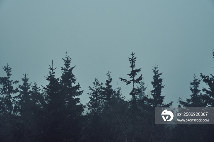 Silhouette of pine forest with mist, moody foggy forest landscape, nature background