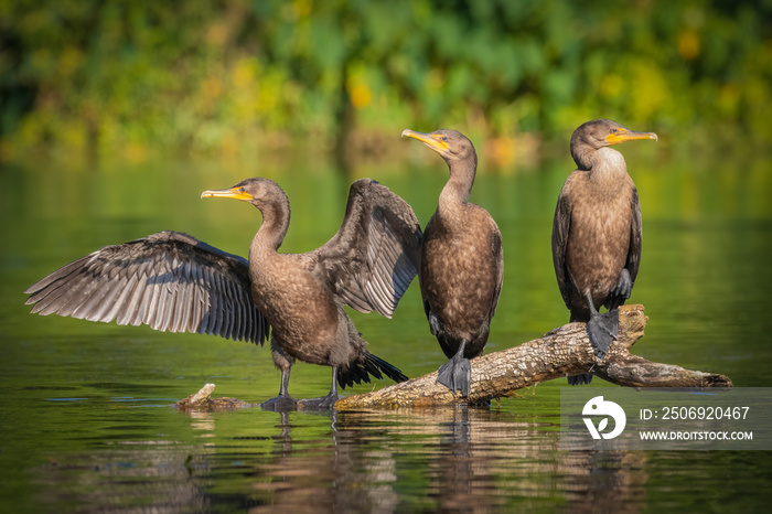 Three Juvenile Double-crested Cormorants perched on the same log along the Silver River in Florida.