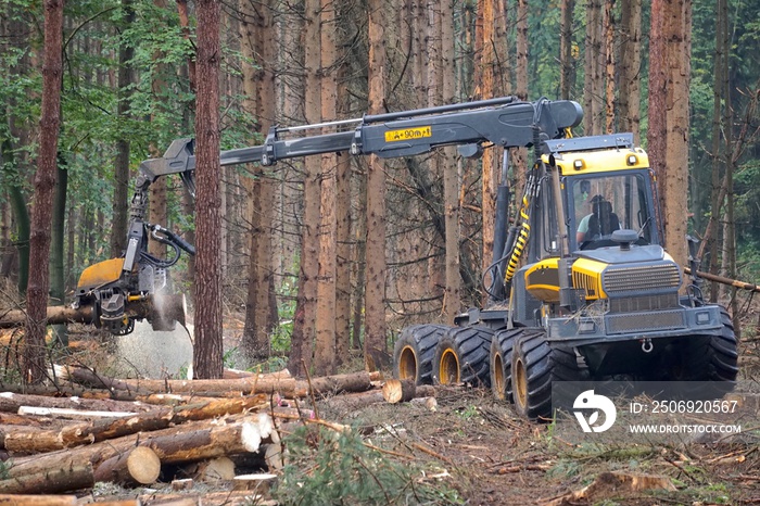 Holzvollernter bei der Rodung von Bäumen in einem vom Borkenkäfer betroffenen Nadelwald