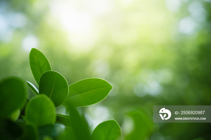 Nature of green leaf in garden at summer. Natural green leaves plants using as spring background cov