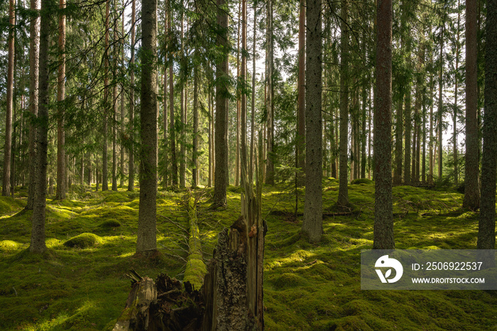 Old fir and pine forest with the ground covered in green moss