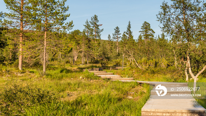芬兰Urho Kekkonen国家公园的木板路。它是拉普兰的主要国家公园之一