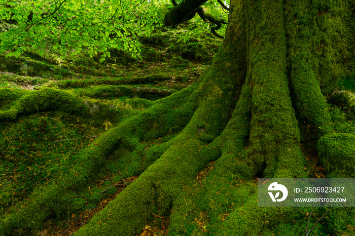 Beech forest, Oianleku, Peñas de Aia Natural Park, Gipuzkoa, Basque Country, Spain, Europe