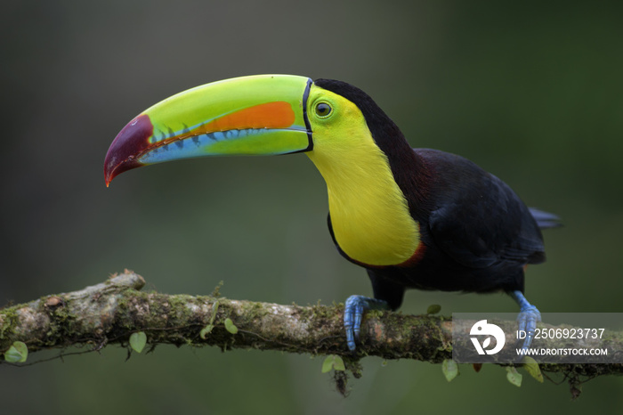 Keel bill Toucan-Ramphastos sulfuratus，一种来自哥斯达黎加森林的大型彩色巨嘴鸟，非常有c