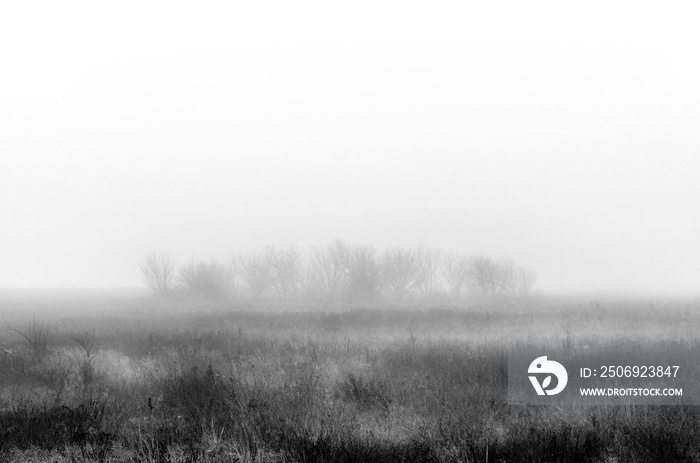 Black and white scenery in the fog