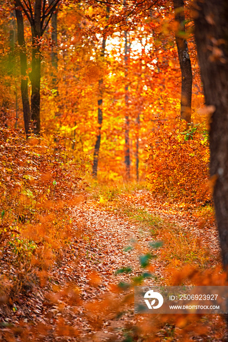秋天森林里的小路