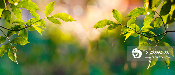 fresh green leaves in spring and bokeh background