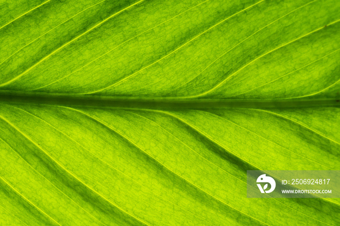 Green leaf veins texture. Shiny bright natural enviroment pattern. Vibrant color lines background. B