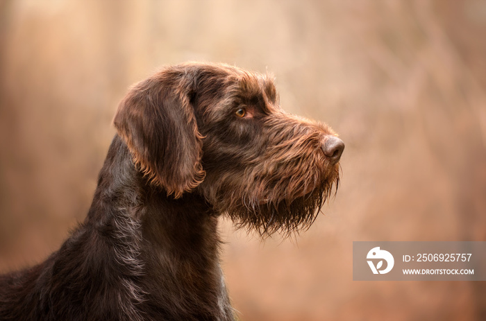 德拉塔猎犬美丽的肖像在森林春天与狗散步