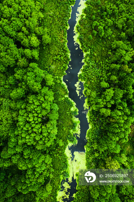 美丽的绿色森林和春天的河流，鸟瞰图