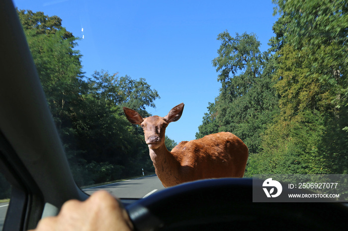 Be aware of deer crossing