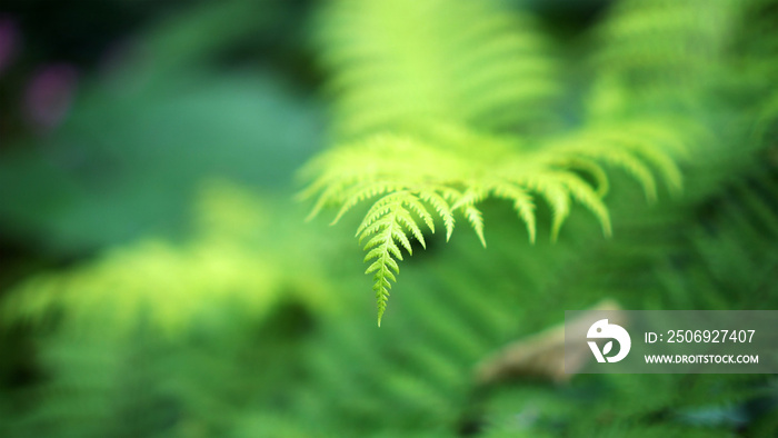 近景蕨类森林，美丽的河流和苔藓森林背景是热带郁郁葱葱的自然