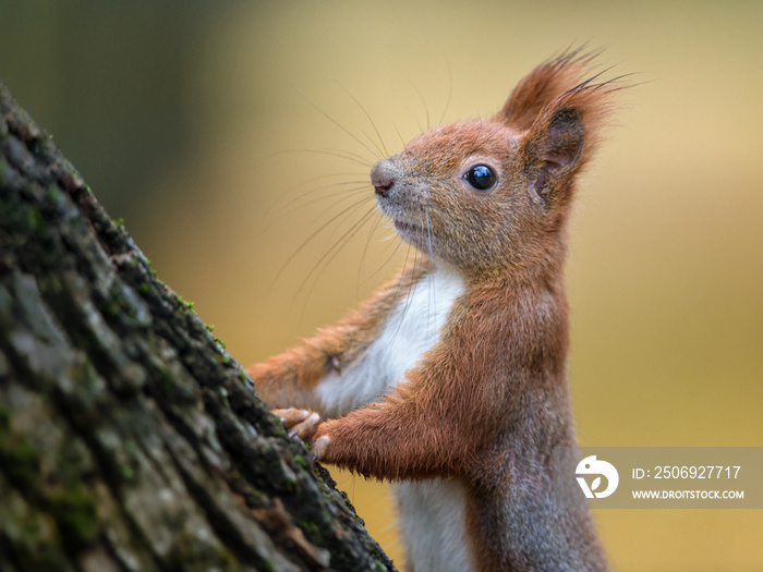 Red squirrel autumn portrait