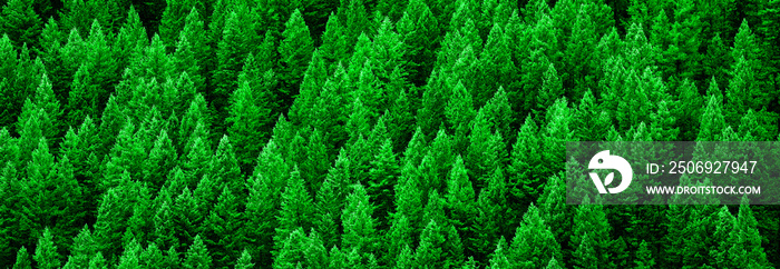 Lush Green Pine Forest of Trees Mountainside Wilderness Environment