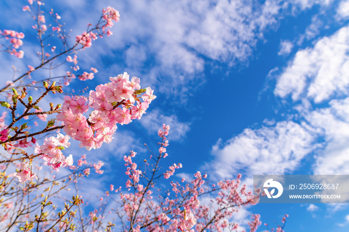 河津桜