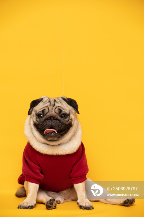 黄色背景下的快乐狗狗微笑，可爱的小狗哈巴狗品种为夏天做好了幸福的准备，纯种狗公司