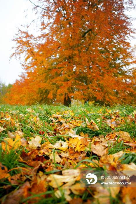 秋天的树叶长在五颜六色的树上