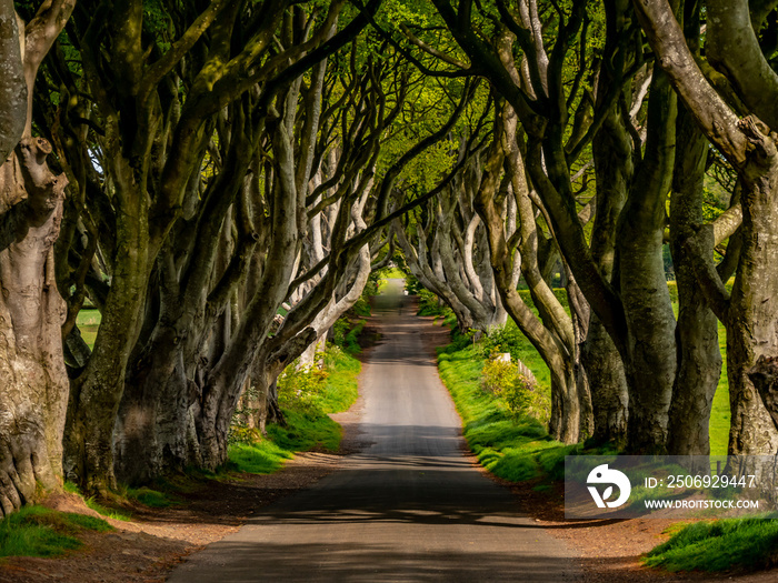 Amazing Dark Hedges in Northern Ireland - travel photography