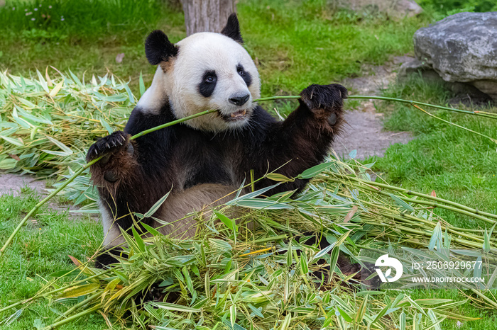 大熊猫，大熊猫坐在草丛里吃竹子