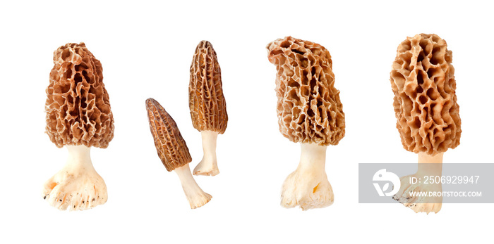 Collage of morel mushroom isolated on white background