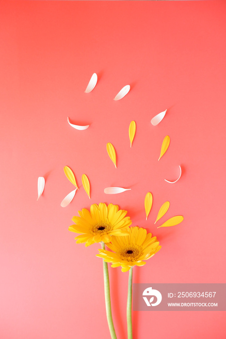 Flowers composition on orange background. yellow daisies and petals. Spring, summer, floral backgrou