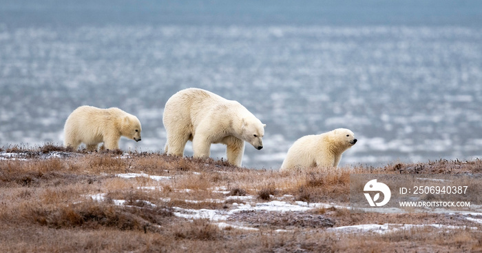 Polar bear Mother with two cubs, Kaktovik, Alaska, USA