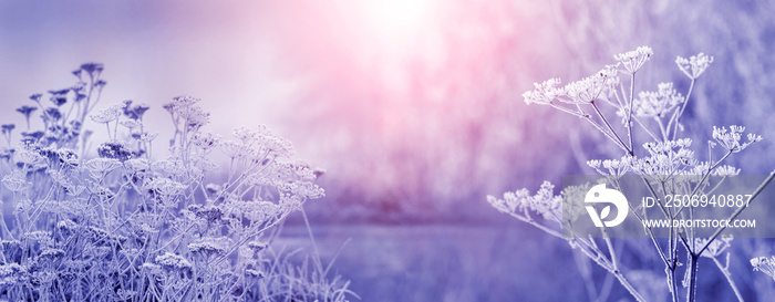 Frosty winter morning at sunrise with frost-covered plants