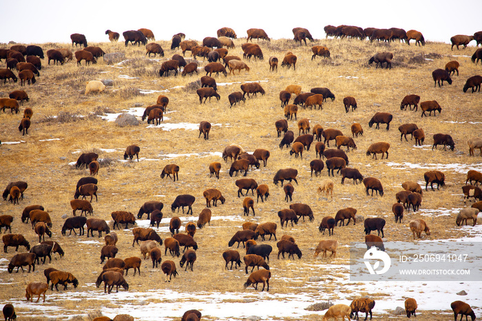 冬天的羊和小羊在雪地上吃草寻找食物。牲畜，一群羊在散步