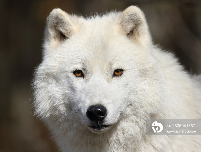 close up of arctic wolf