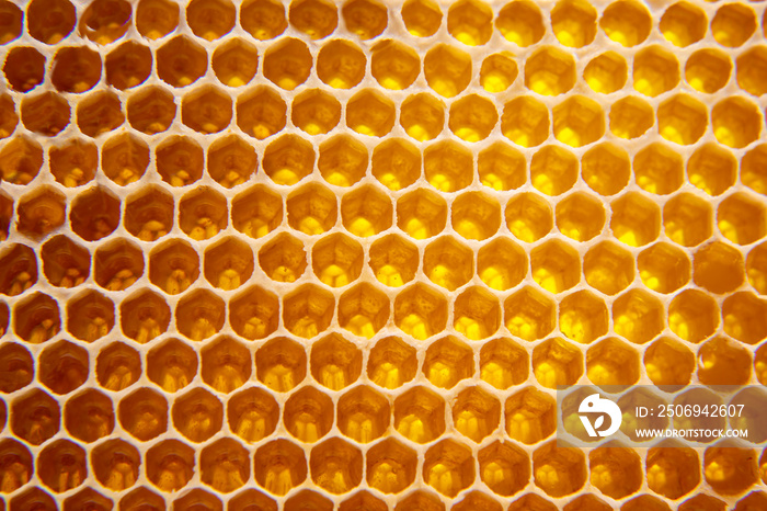 fresh honey in a comb on the light close-up. vitamin natural food. texture and background