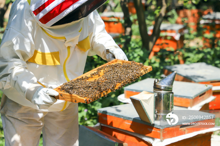 Beekeeper is working for collect honey.