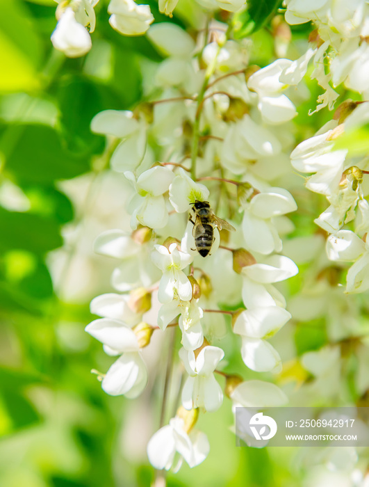 花园里正在开花的金合欢树。选择性聚焦。