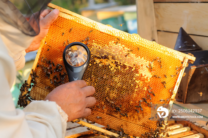 养蜂人用放大镜观察蜂窝中的蜜蜂