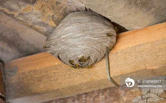 黄蜂在石棉屋顶下筑巢