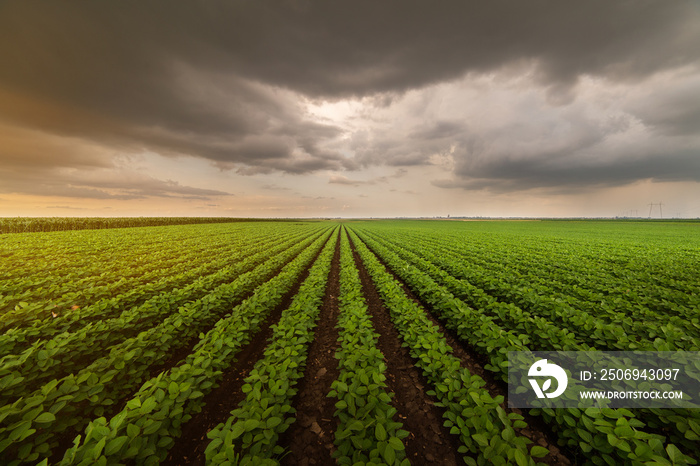 Soybean field at sunset