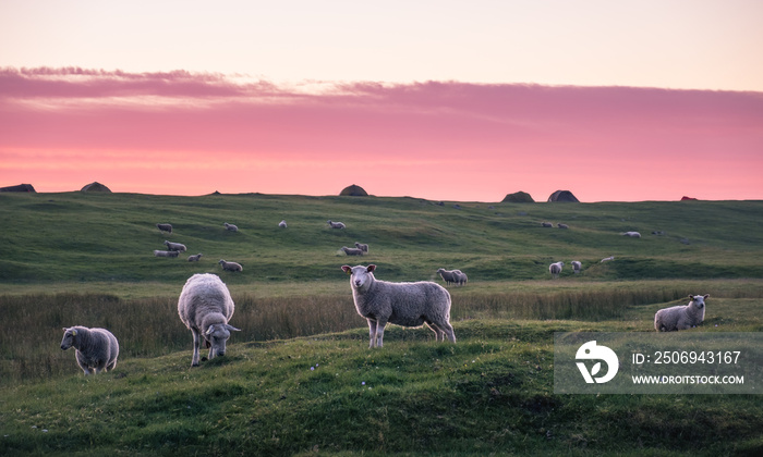 Lot of lambs pastures in meadow at summer night in Lofoten, Norway