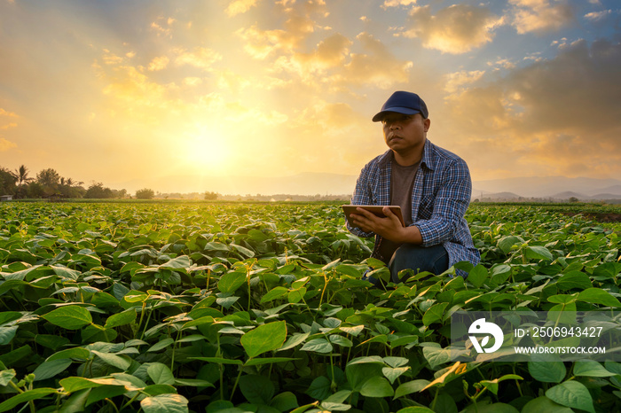smart farmer concept using smartphone in mung bean garden with light shines sunset, modern technolog