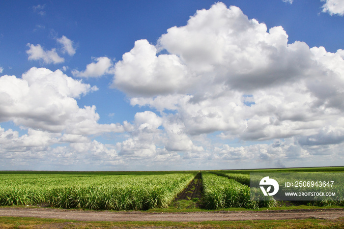 Sugar Cane Fields