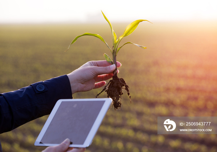 Farmer holding tablet and sprout in field