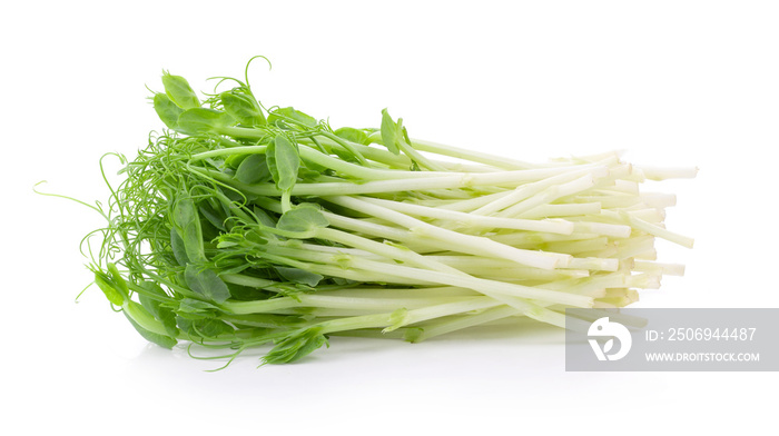 Snow pea sprouts on white background. full depth of field