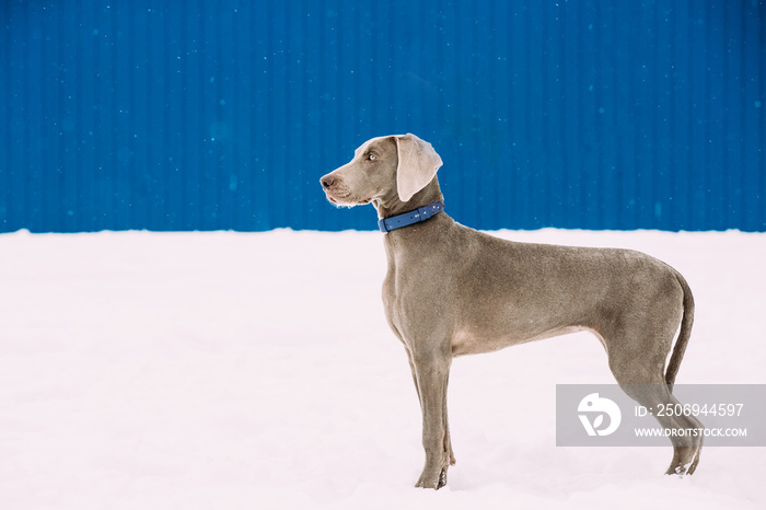 Beautiful Weimaraner Dog Standing In Snow At Winter Day. Large Dog Breds For Hunting